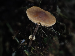 Pholiotina gracilenta