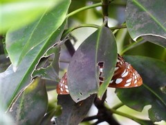Phaedyma columella singa