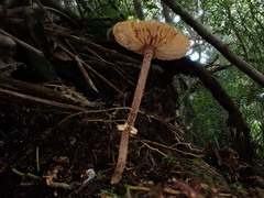 Pholiotina gracilenta