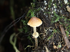 Pholiotina gracilenta