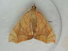 Eulithis diversilineata