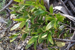 Gaultheria appressa
