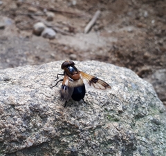Volucella tabanoides