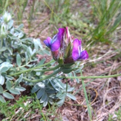Oxytropis bracteata