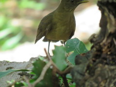 Turdus grayi
