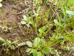 Centrolepis aristata