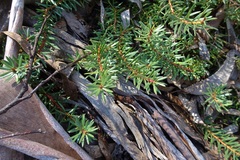 Persoonia chamaepeuce