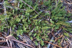 Persoonia chamaepeuce