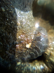 Paralepidonotus ampulliferus