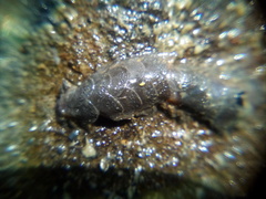 Paralepidonotus ampulliferus