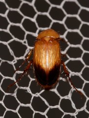 Phyllotocus macleayi