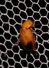 Phyllotocus macleayi