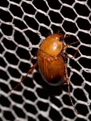 Phyllotocus macleayi