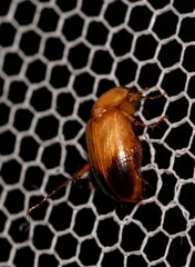 Phyllotocus macleayi