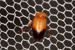 Phyllotocus macleayi