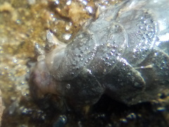 Paralepidonotus ampulliferus