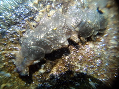 Paralepidonotus ampulliferus