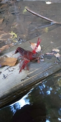 Procambarus clarkii