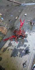 Procambarus clarkii
