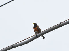 Turdus celaenops