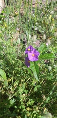 Solanum cinereum