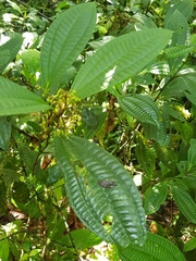Miconia laxivenula