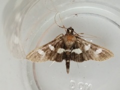 Desmia maculalis