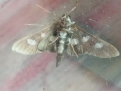 Desmia maculalis