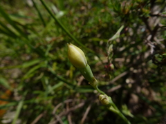 Thelymitra albiflora