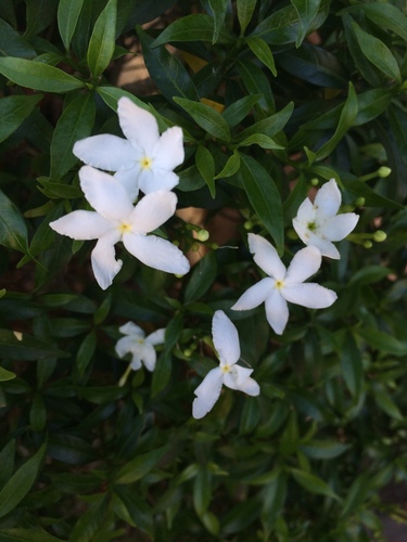Tabernaemontana divaricata