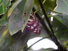 Phaedyma columella singa