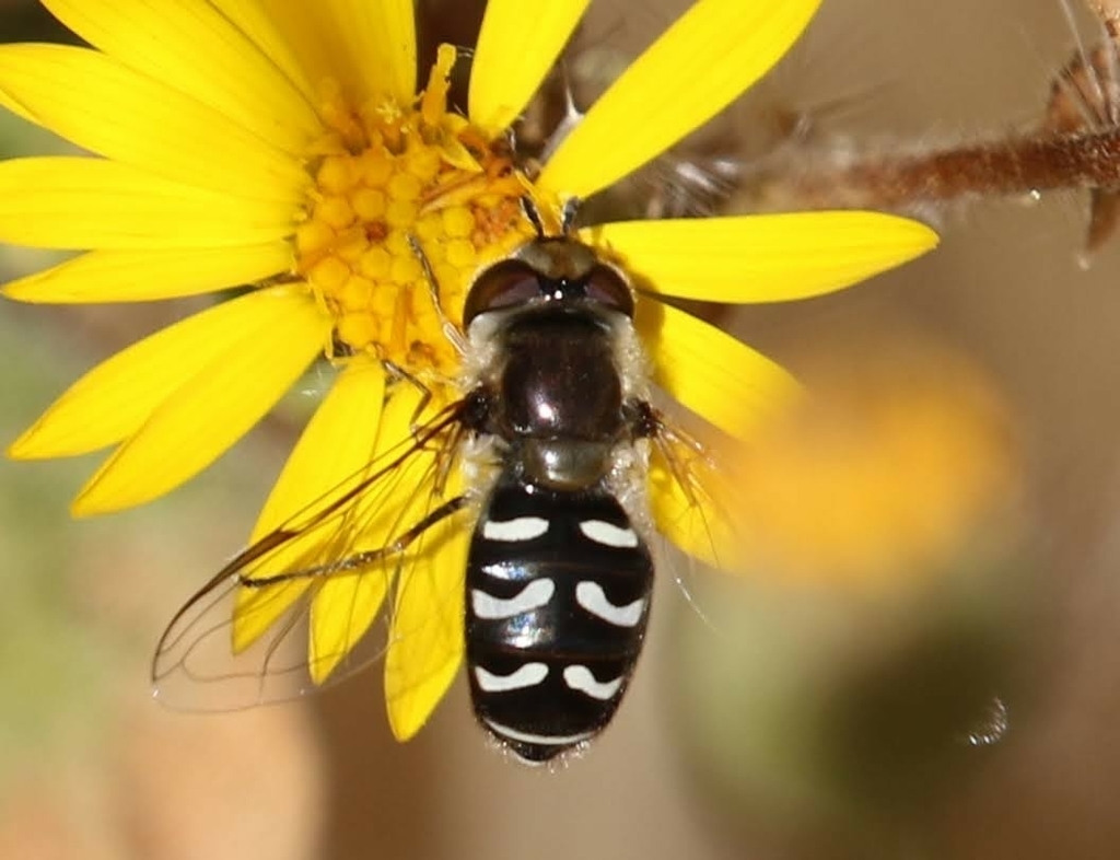 White-bowed Smoothwing