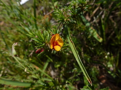 Pultenaea hispidula