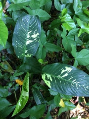 Dieffenbachia seguine