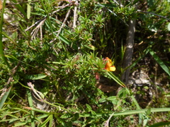 Pultenaea hispidula