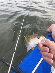 Genyonemus lineatus