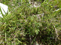 Pultenaea hispidula
