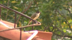 Pycnonotus sinensis hainanus