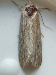 Catabena lineolata