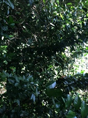 Citrus × microcarpa