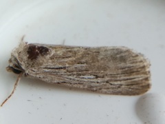 Catabena lineolata