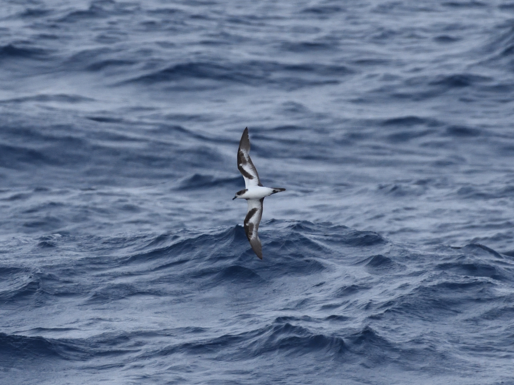 Bonin Petrel