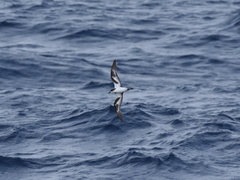 Pterodroma hypoleuca