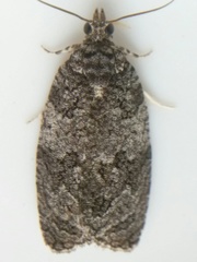 Apotomis removana