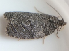 Apotomis removana