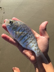 Amphistichus argenteus