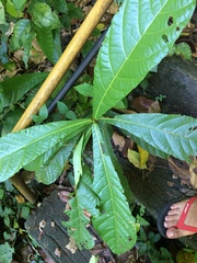 Sterculia stipulata