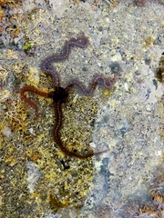 Ophiothrix oliveri