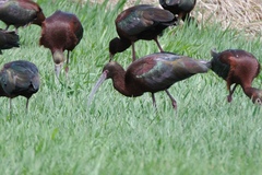 Plegadis chihi × Plegadis falcinellus