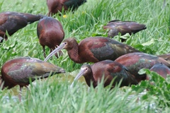 Plegadis chihi × Plegadis falcinellus